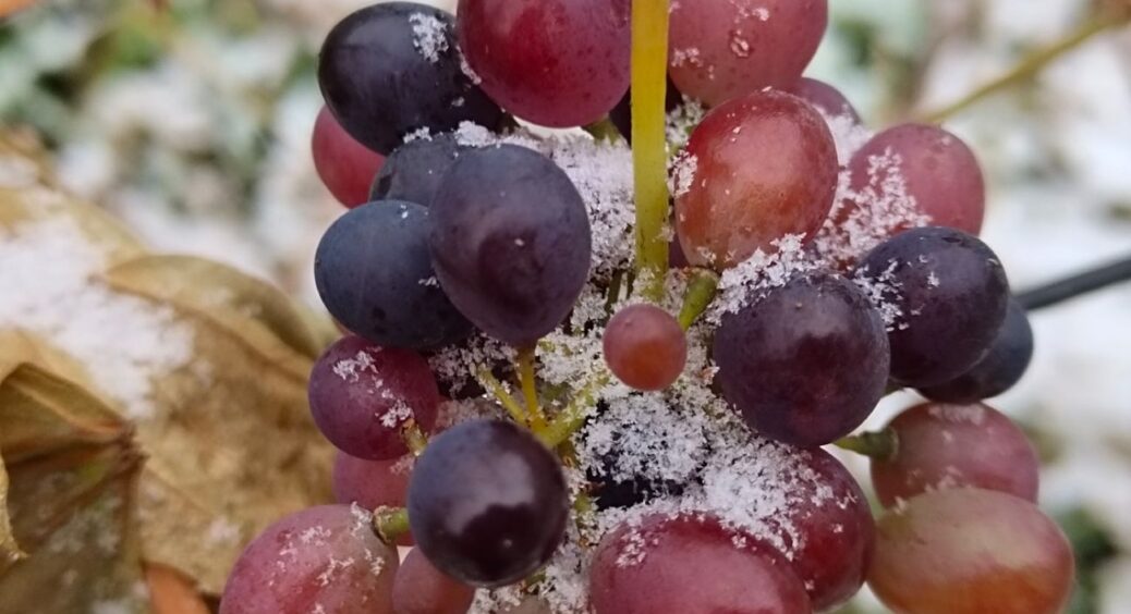 Дідусева “схема” укриття винограду – зробіть це терміново, щоб не збирати “голі” грона у 2026 році 