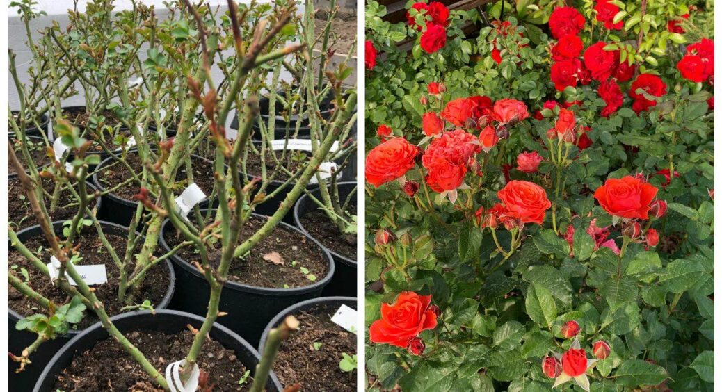 Троянди укорінюються за 5 днів: роблю укорінювач “3 краплі” – і корінці у живців міцніші, ніж у дуба 