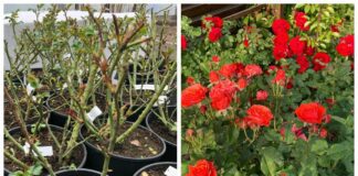 Як укоренити живці троянди в домашніх умовах