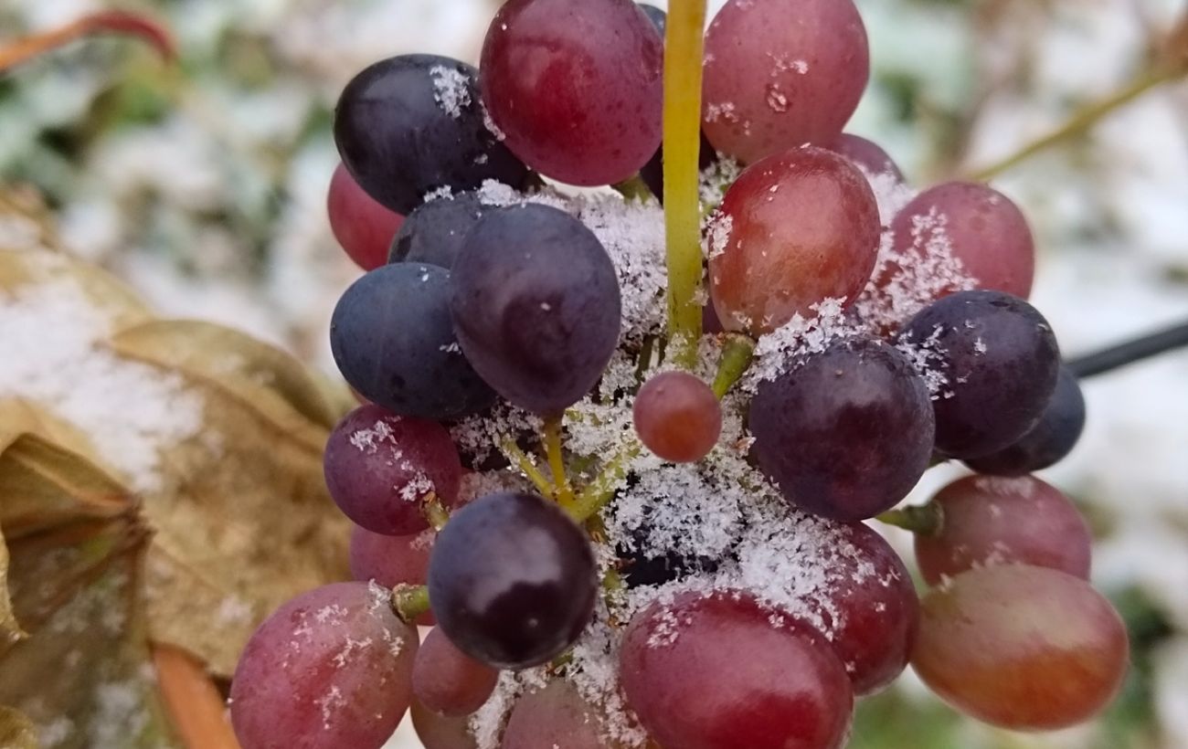 Садівники розповіли, як укрити виноград на зиму
