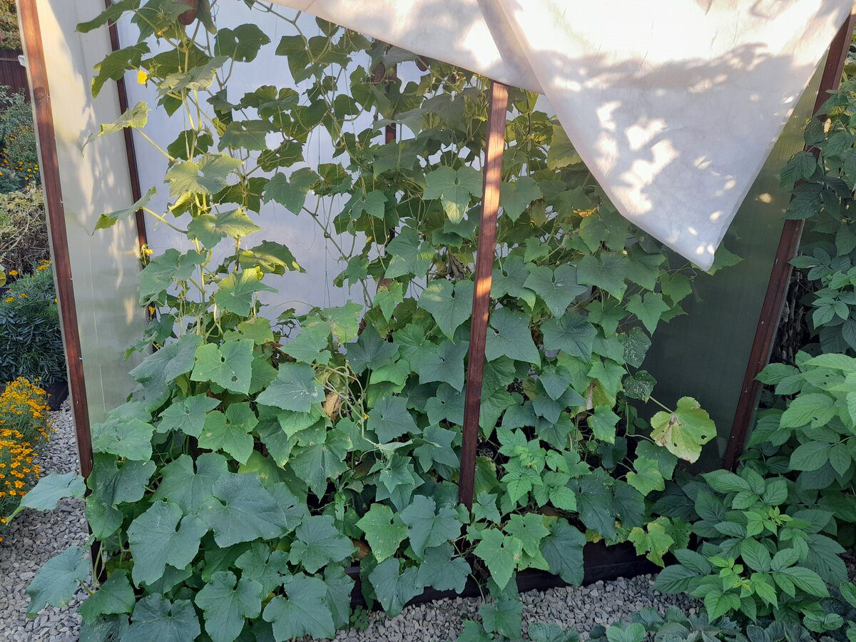 Експерти розповіли, які сорти огірків найбільше здивують смачними плодами та високою врожайністю