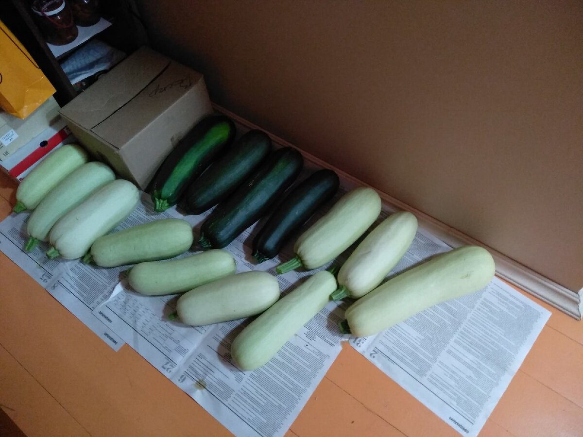 Експерти розповіли про основні правила зберігання кабачків до Нового року – без клопоту