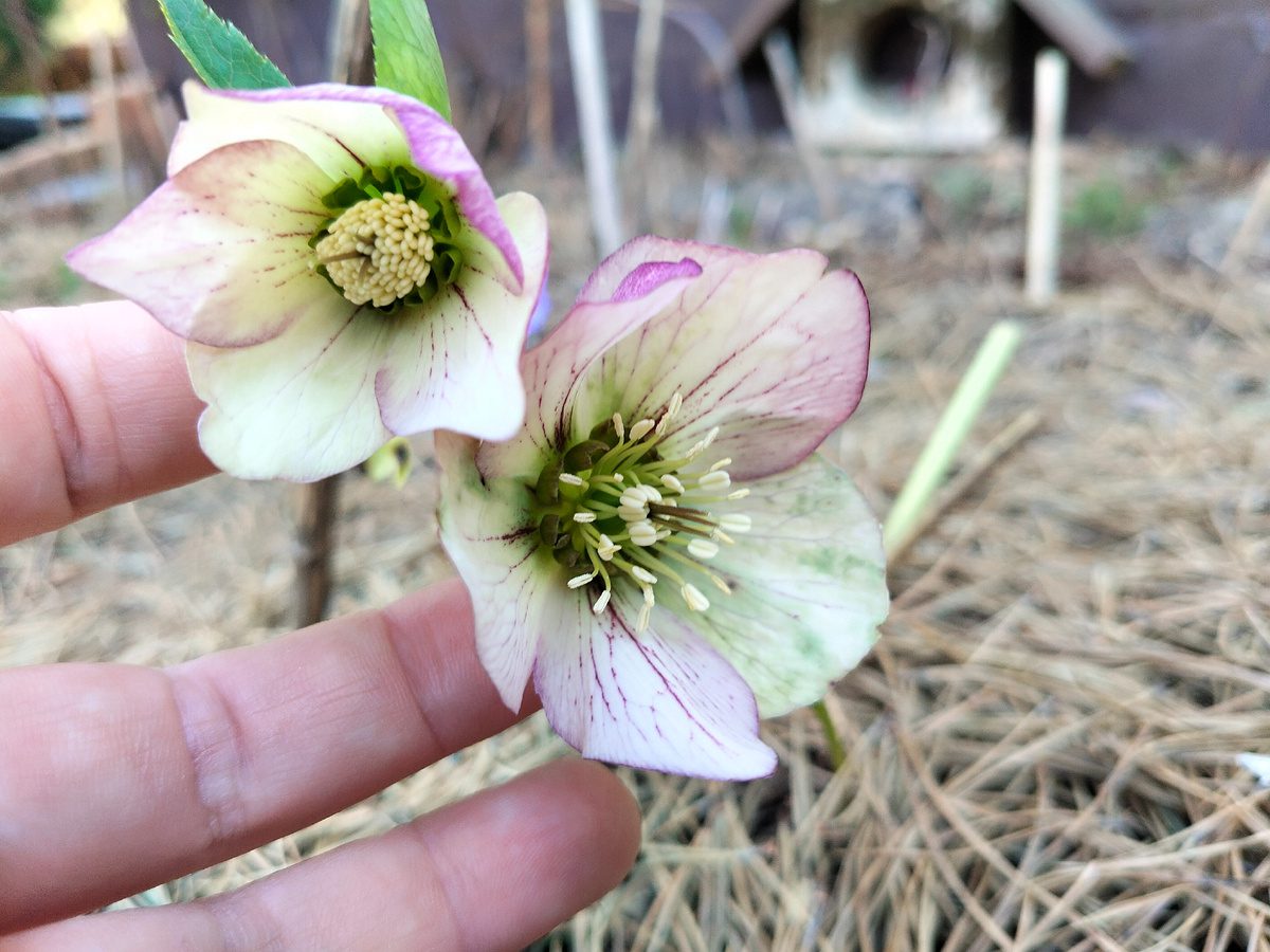 Садівники розповіли, яку квітку посадити під зиму для рясного цвітіння у квітні – назва рослини