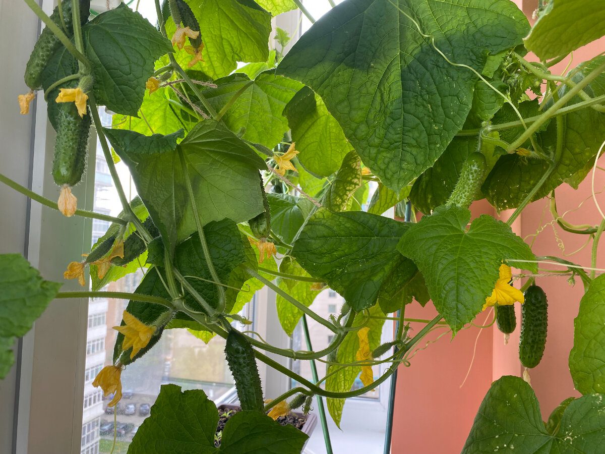 Експерти розповіли, які сорти огірків найбільше здивують смачними плодами та високою врожайністю