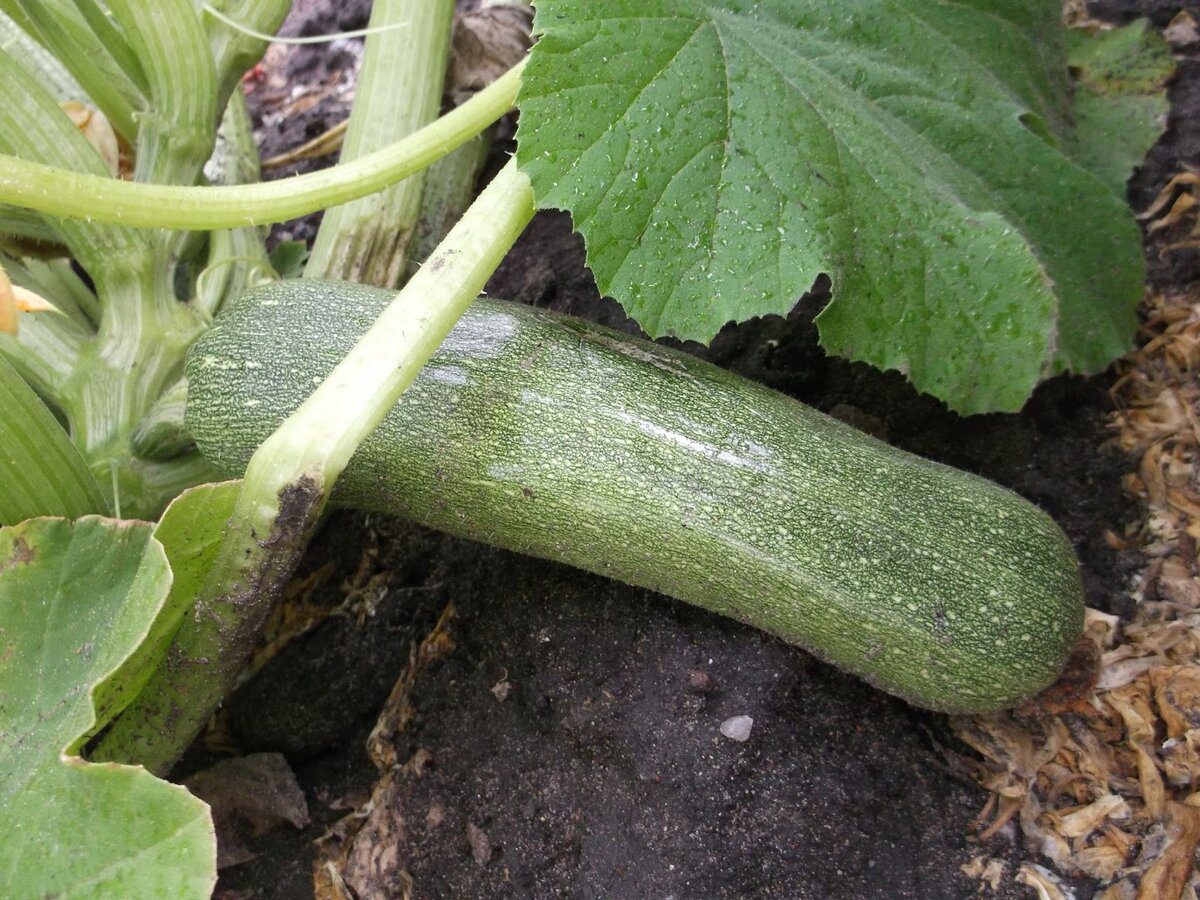 Експерти розповіли про основні правила зберігання кабачків до Нового року – без клопоту