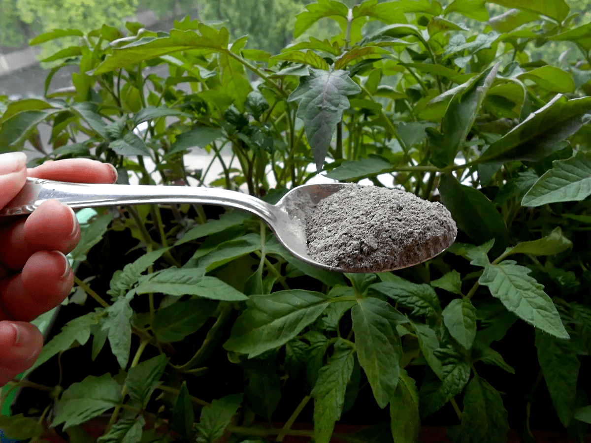 Експерти пояснили, як правильно використовувати золу для удобрення ділянки восени та навесні