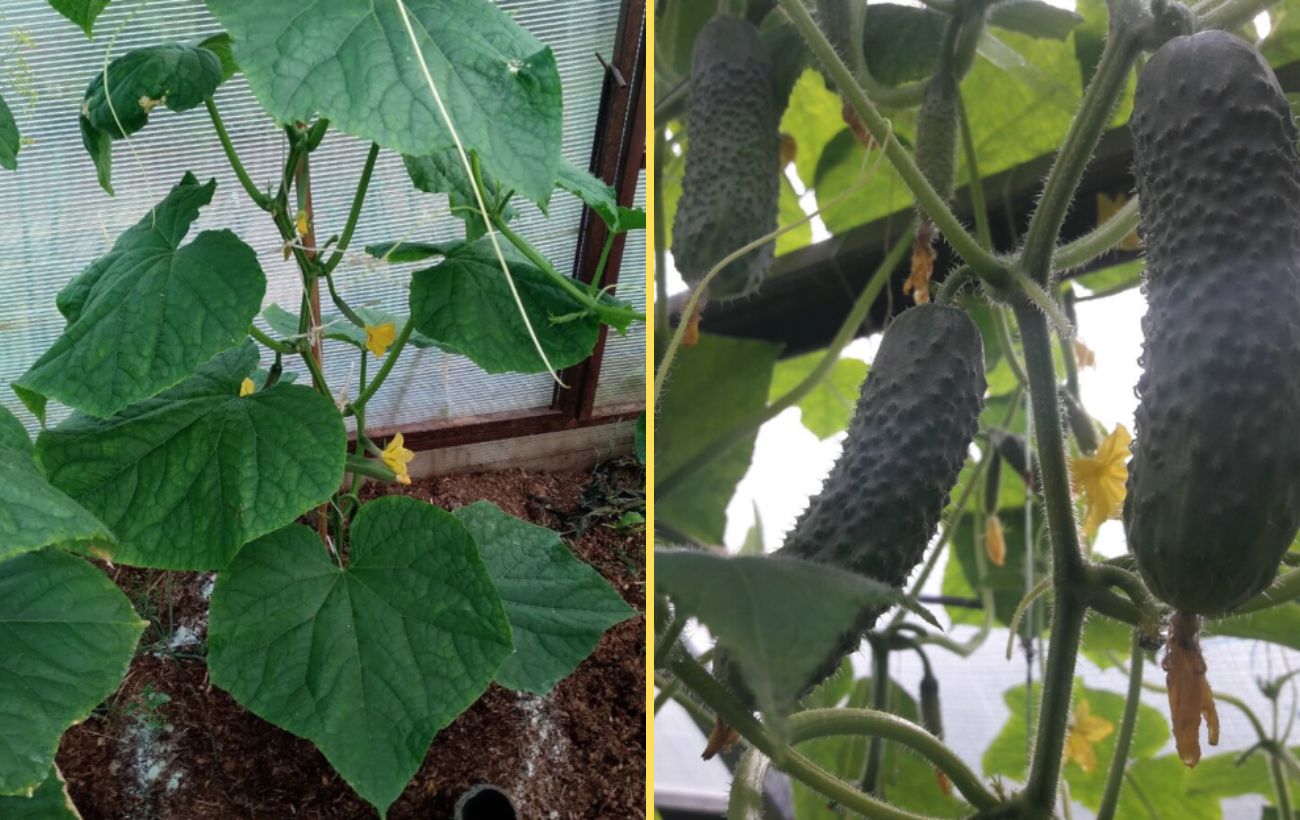 Які сорти огірків дають найкращий урожай