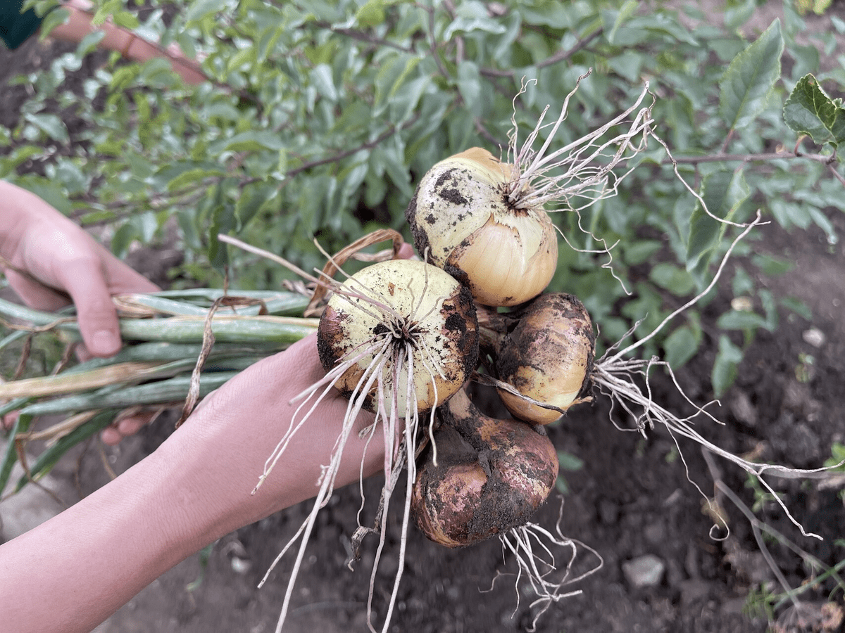 Експерти розповіли, як підготувати цибулю-сіянку до посадки для кращої врожайності