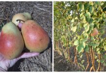 Встигніть до 10 листопада – поки ґрунт не охолонув: 6 рослин, які краще висаджувати восени, а не навесні Які культури краще садити восени