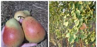 Які культури краще садити восени