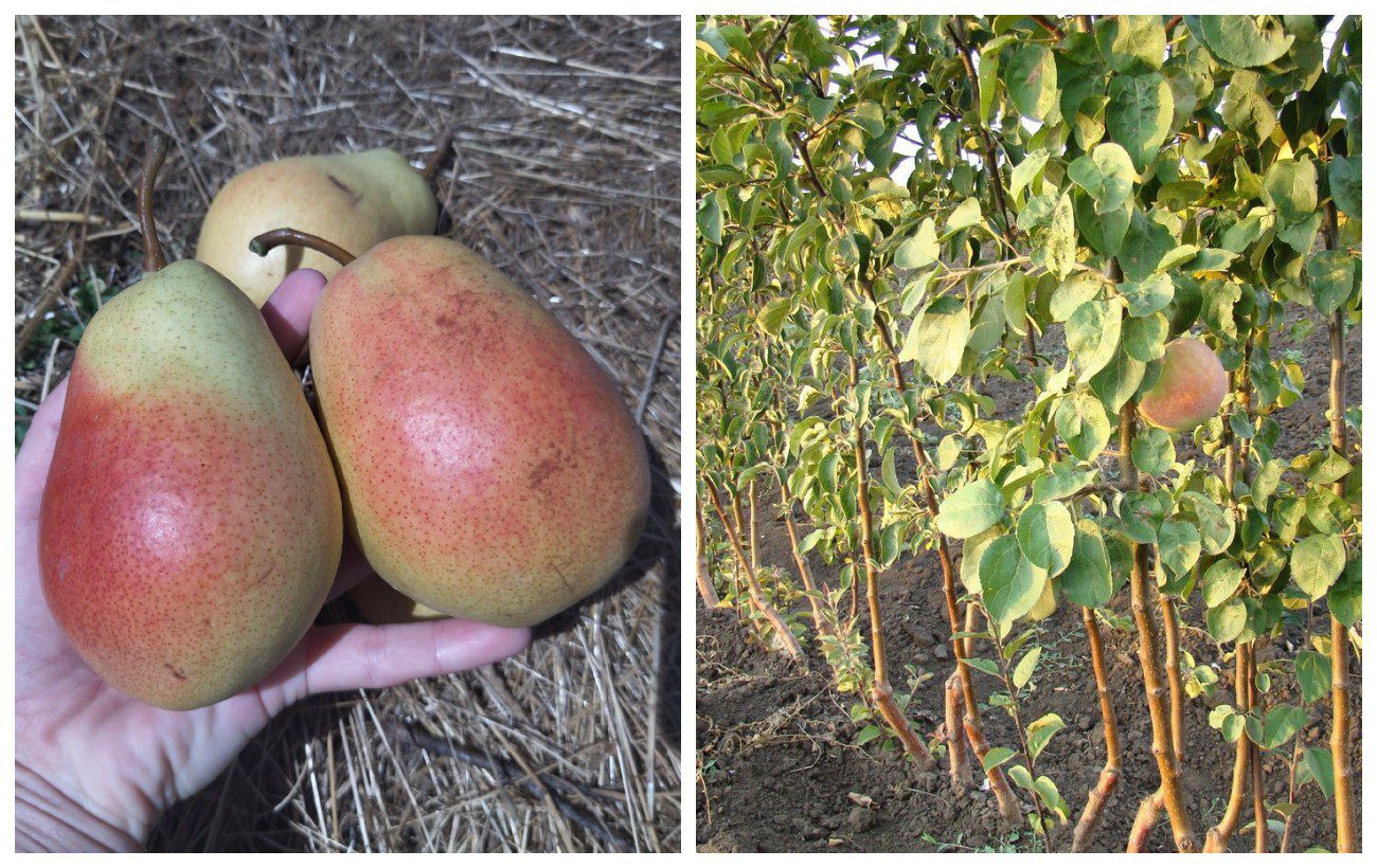 Які культури краще садити восени