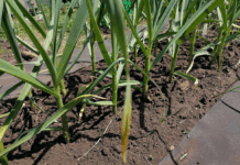 Сусід-городник здивував: ці 14 культур не можна садити після цибулі – я склала список “персон нон ґрата” Городники розповіли, які культури не можна садити на ділянці, де росла цибуля