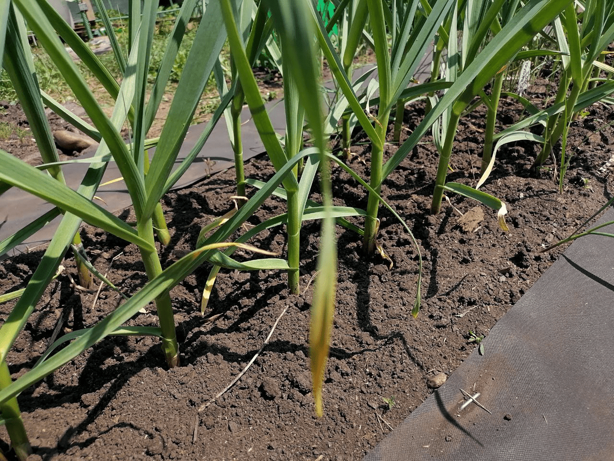 Городники розповіли, які культури не можна садити на ділянці, де росла цибуля