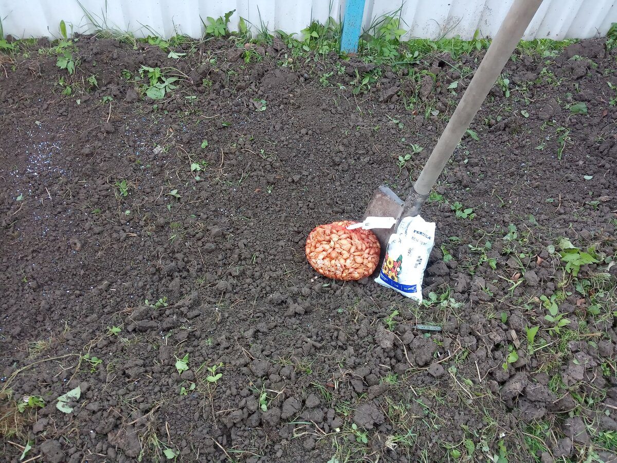 Експерти розповіли, як підготувати цибулю-сіянку до посадки для кращої врожайності