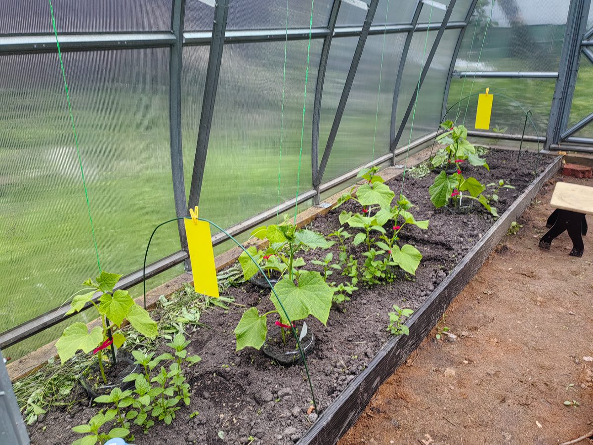 Експерти розповіли, як приготувати часниковий настій для обробки теплиці від шкідників