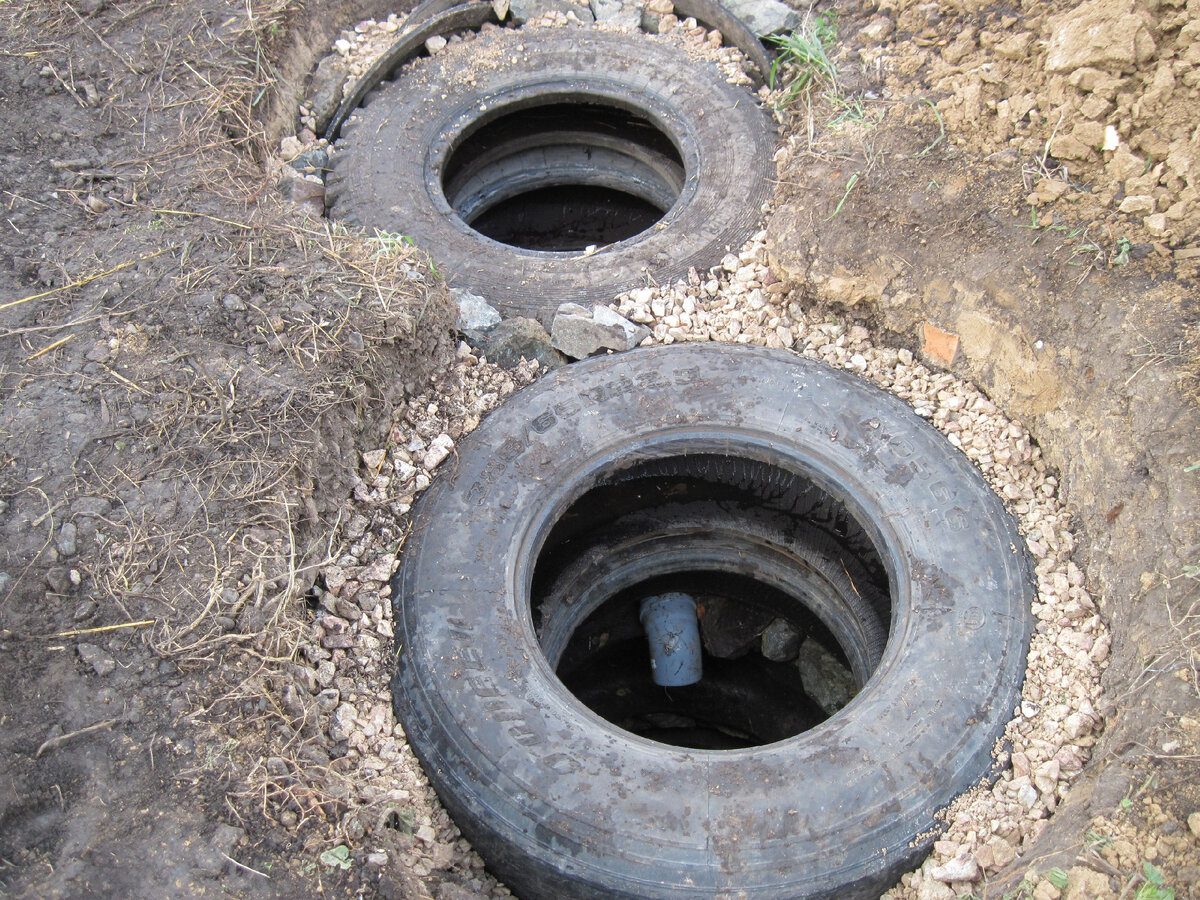 Експерти розповіли, яке дерево можна посадити біля вигрібної ями, аби ефективно висушити її