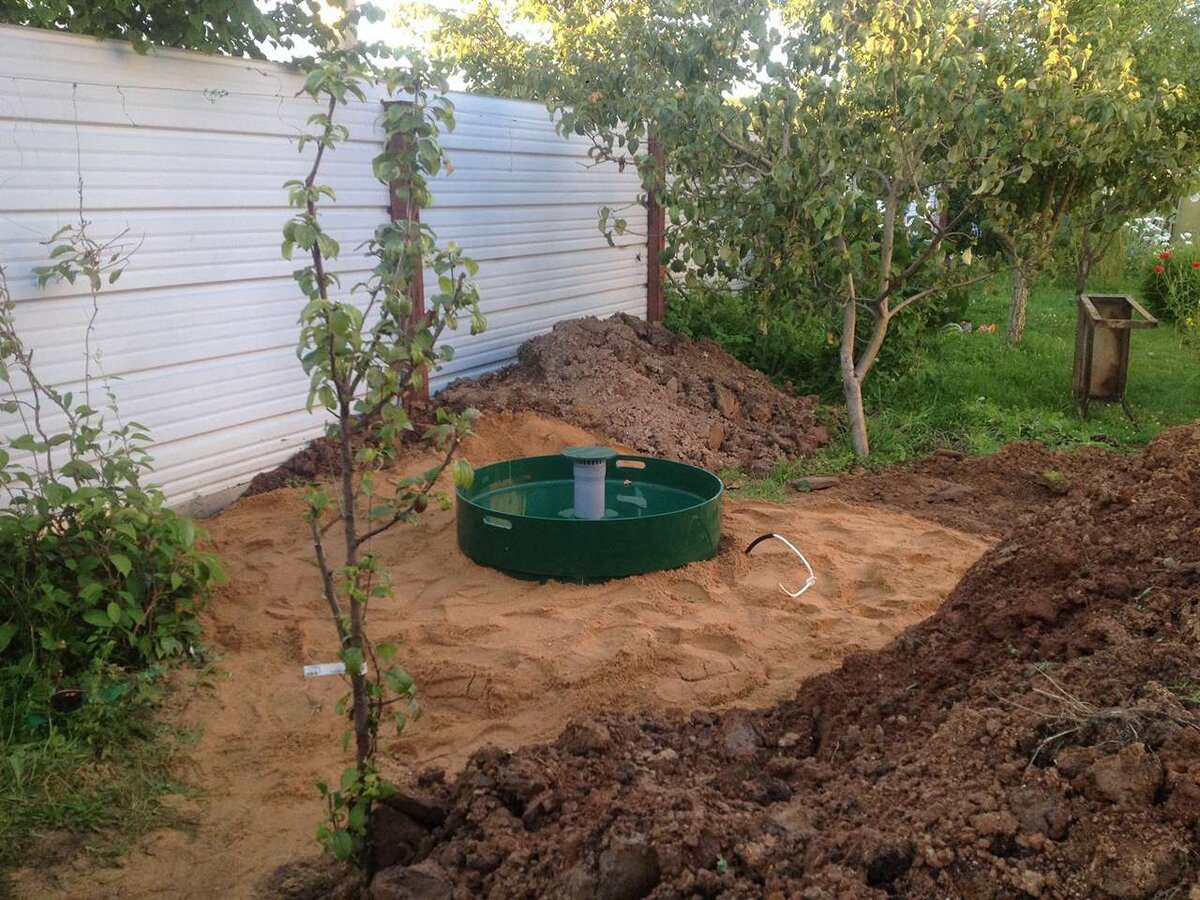 Експерти розповіли, яке дерево можна посадити біля вигрібної ями, аби ефективно висушити її