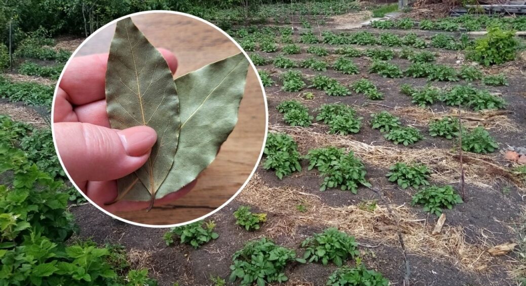 Поклала лавровий лист “під ґрунт” – і через 1 тиждень ділянку не впізнати: навіть сусідка помітила результат 