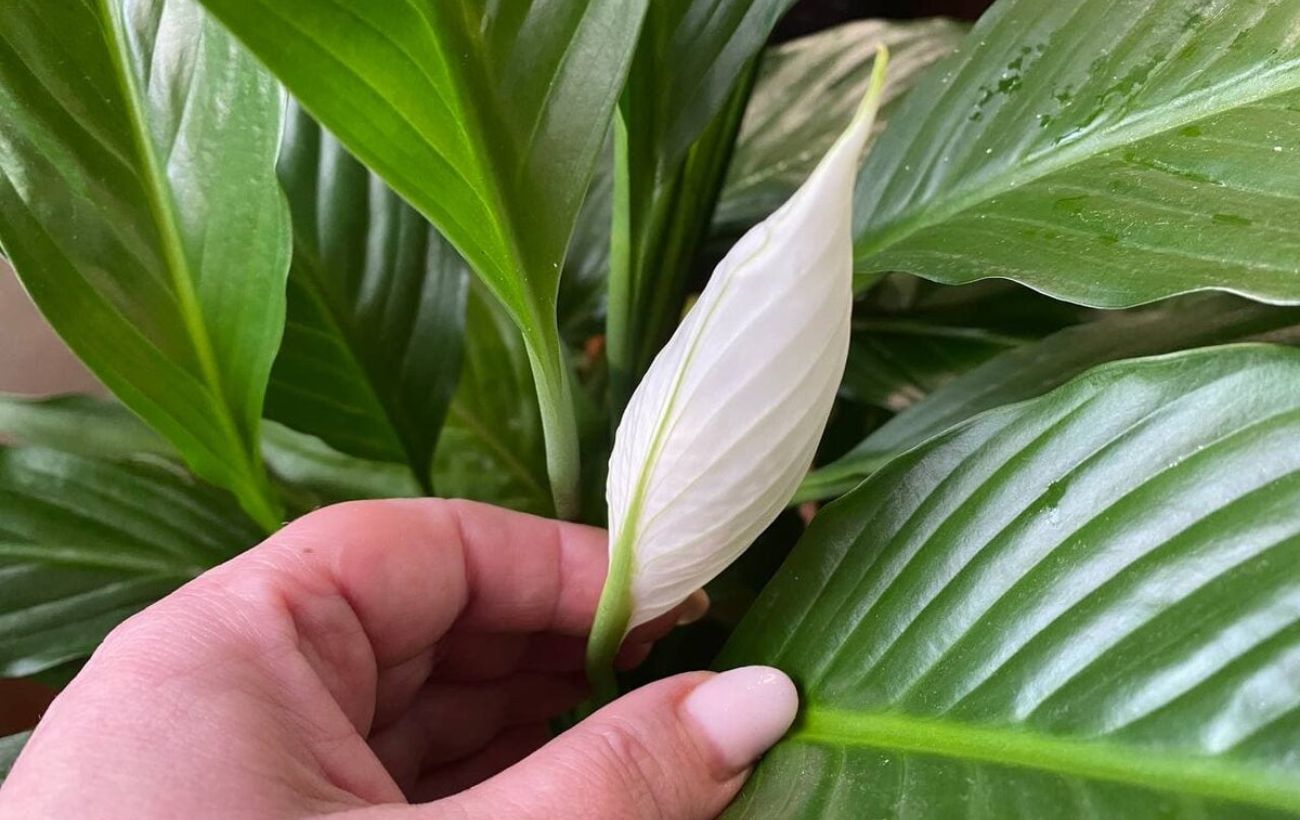 Як покращити цвітіння спатифілума