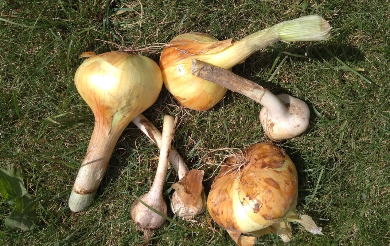 Як висаджувати озиму цибулю