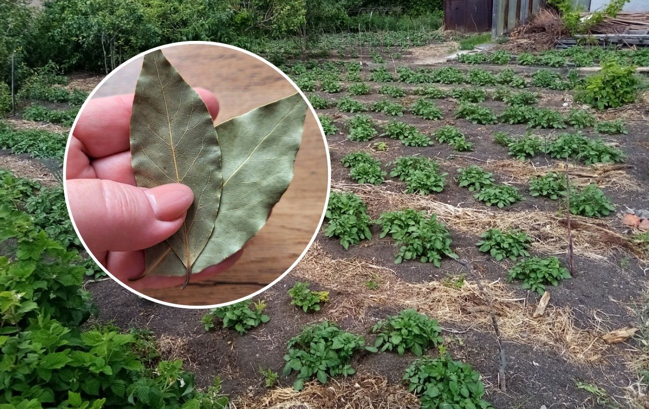 Як покращити структуру ґрунту за допомогою лаврового листа