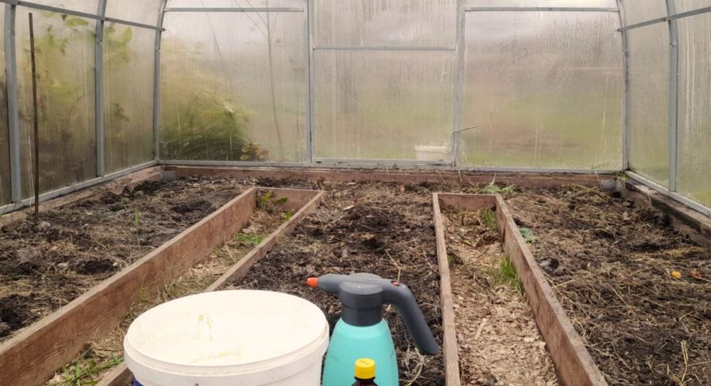 Аби фітофтора не розплодилася по всій теплиці, до 15 листопада проводжу обряд: 2 ложки на 10 л + 100 грамів 