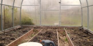 Городники розповіли, як обробити теплицю від фітофторозу 