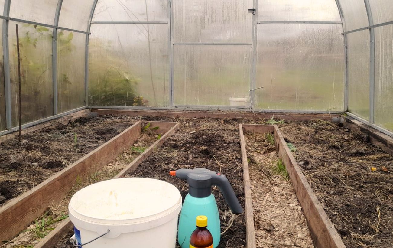 Городники розповіли, як обробити теплицю від фітофторозу 