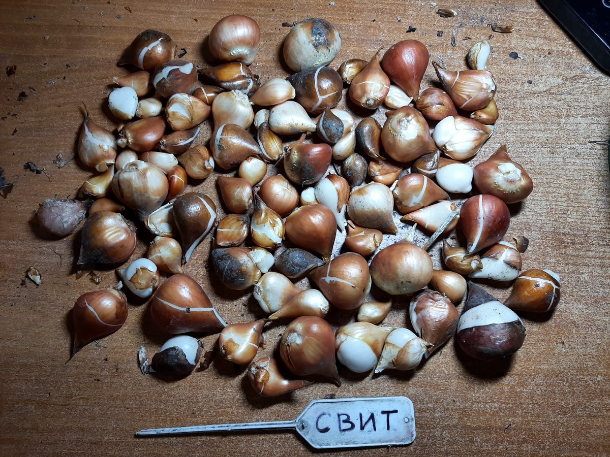 Експерти розповіли, як правильно підготувати цибулини тюльпанів до зимівлі – корисні поради