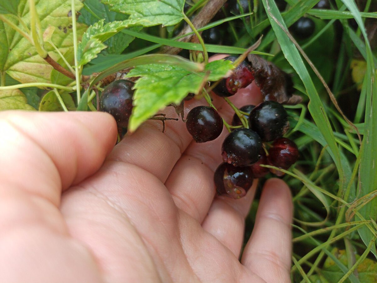 Садівники розповіли, як правильно садити чорну смородину восени для вищої врожайності ягід