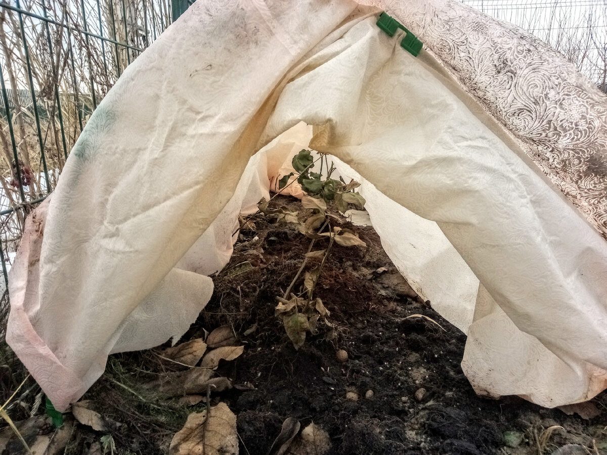 Експерти розповіли, як не можна укривати троянди на зиму, аби вони вижили до весни