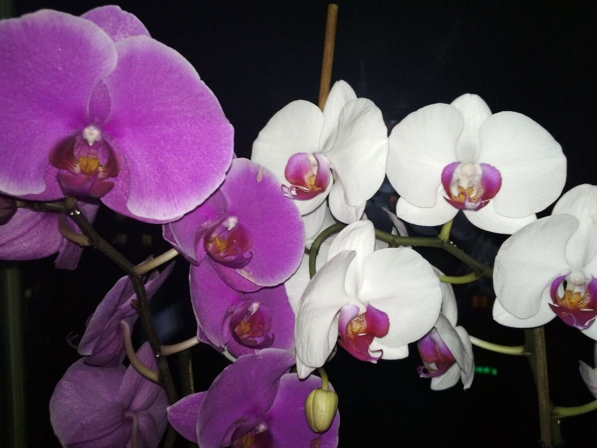 Садівники назвали чудо-спосіб для підживлення орхідеї
