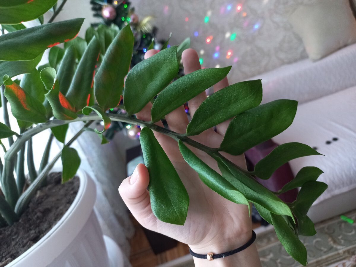 Експерти розповіли, яке добриво допоможе покращити ріст і розвиток заміокулькаса