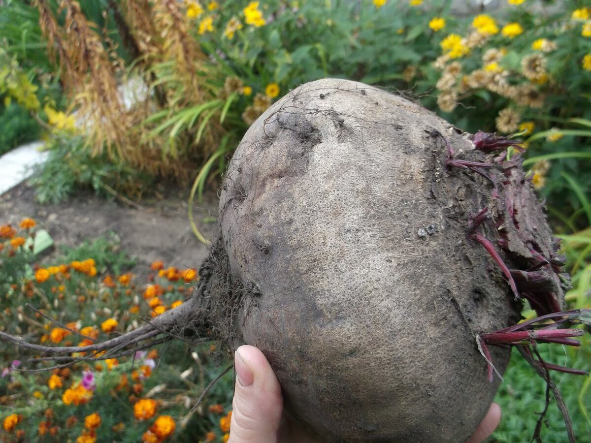 Городники пояснили, як виростити буряки без тріщин