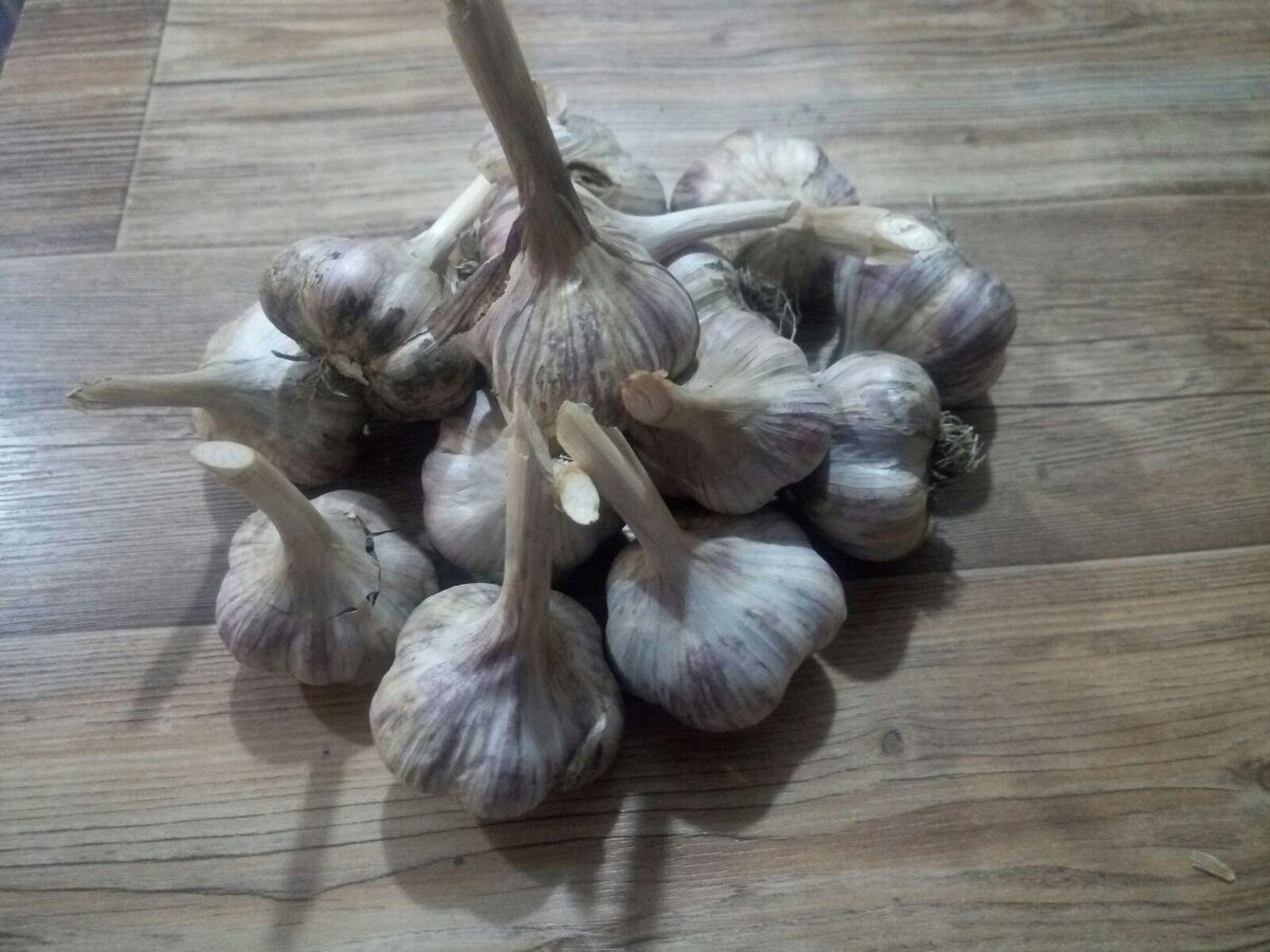 Експерти розповіли, як правильно зберігати врожай часнику для того, аби він не псувався