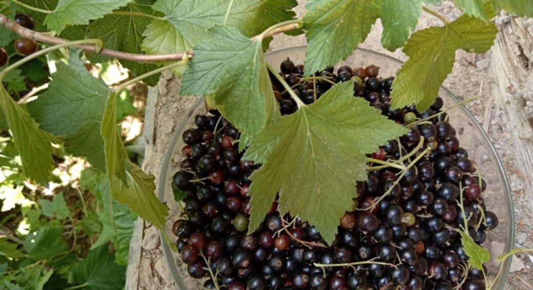 Як правильно садити чорну смородину восени: секрети осінньої посадки, аби з кожного куща збирати по 5 відер 