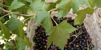 Городники пояснили, як правильно обрізати смородину для врожаю 