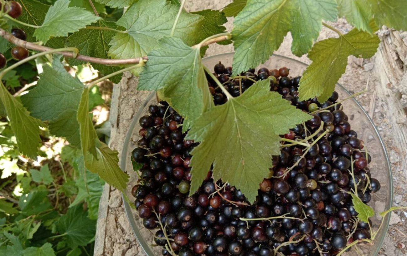 Городники пояснили, як правильно обрізати смородину для врожаю 