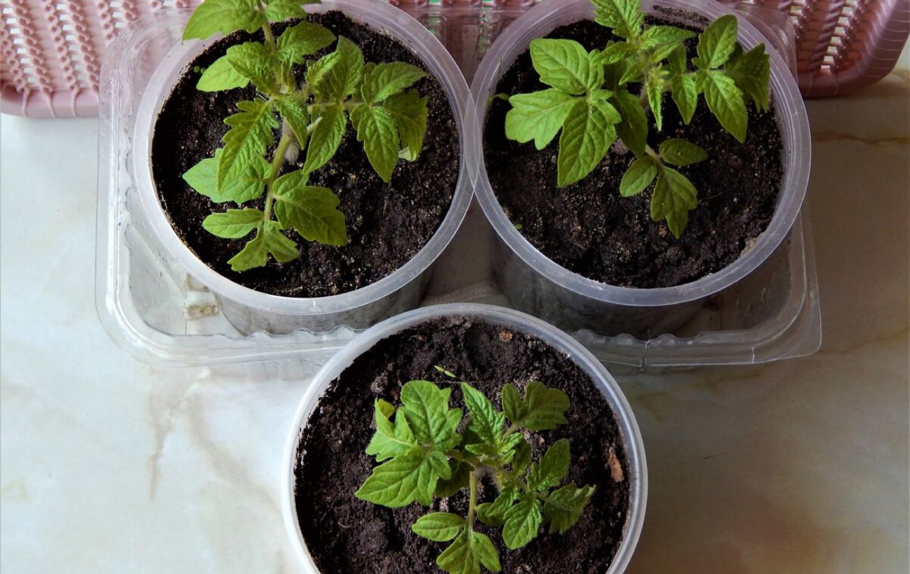 Як сіяти томати під зиму