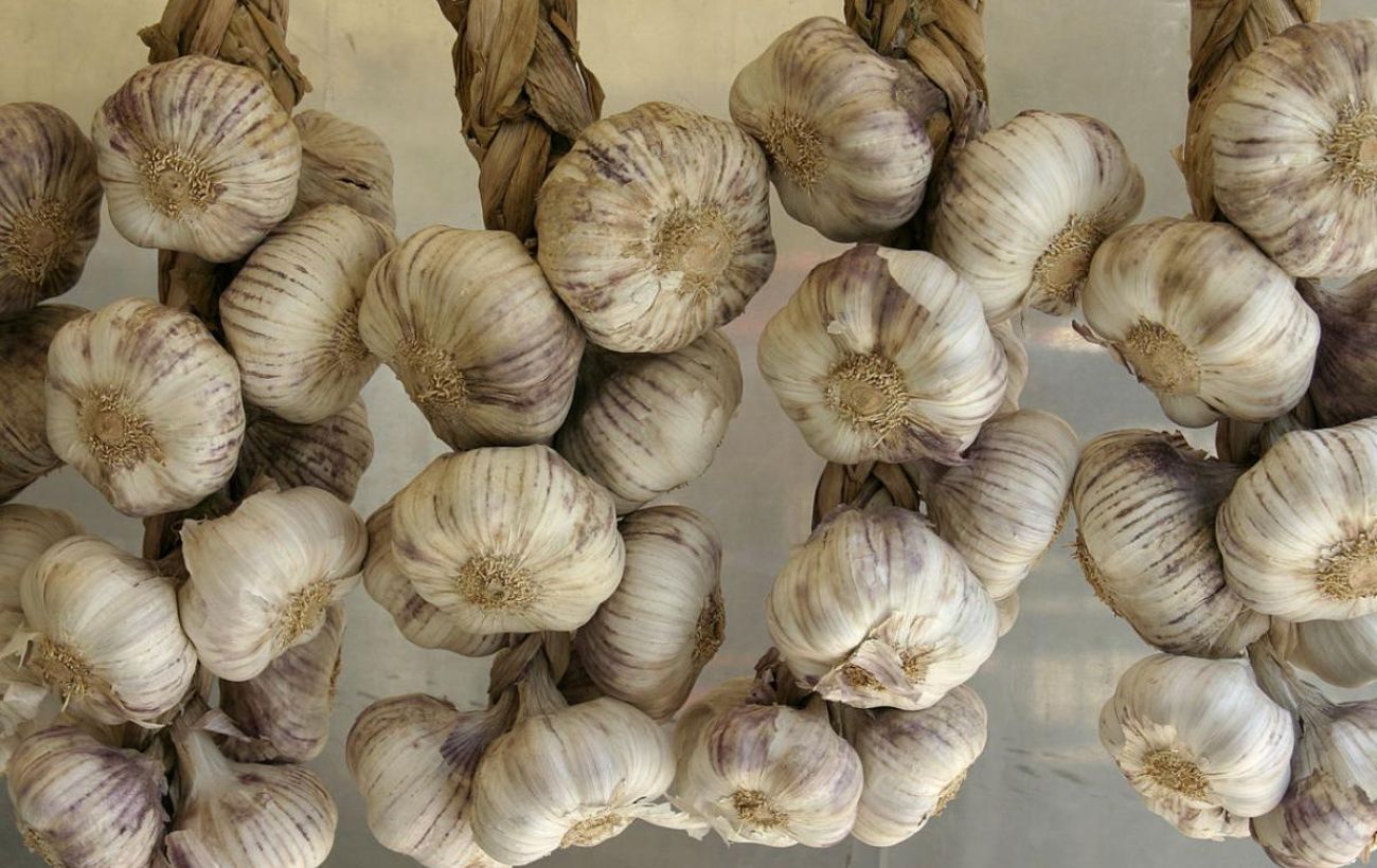 Як зберігати врожай часнику довго без псування