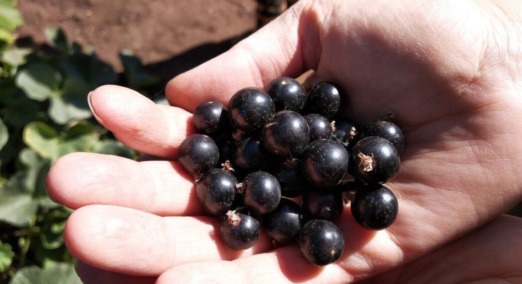 Посадіть ці рослини біля смородини – і врожай збільшиться в 3 рази: попелиця стає “сліпою” до таких кущів 