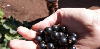 Садівники розповіли, які рослини обовʼязково треба посадити поряд зі смородиною