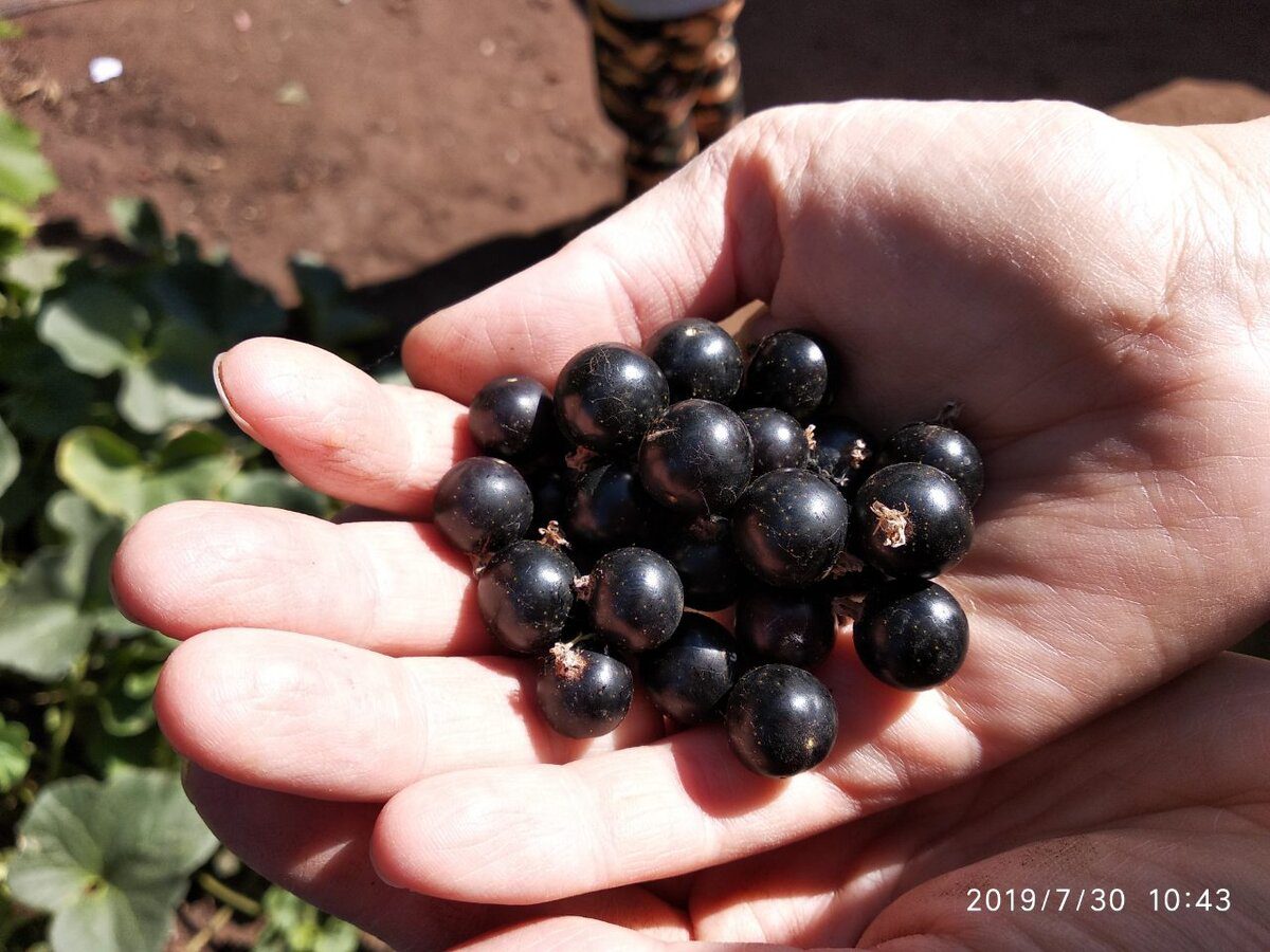 Садівники розповіли, як правильно садити чорну смородину восени для вищої врожайності ягід