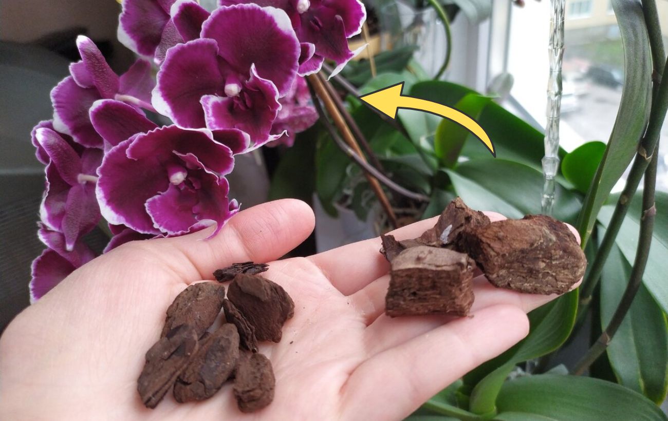 Добриво для тривалого цвітіння орхідеї