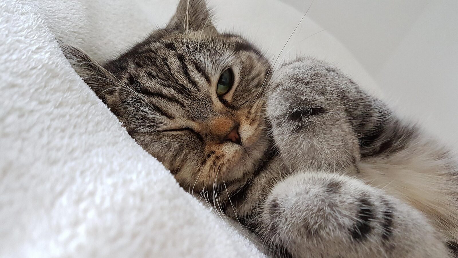Як захистити котів від кліщів
