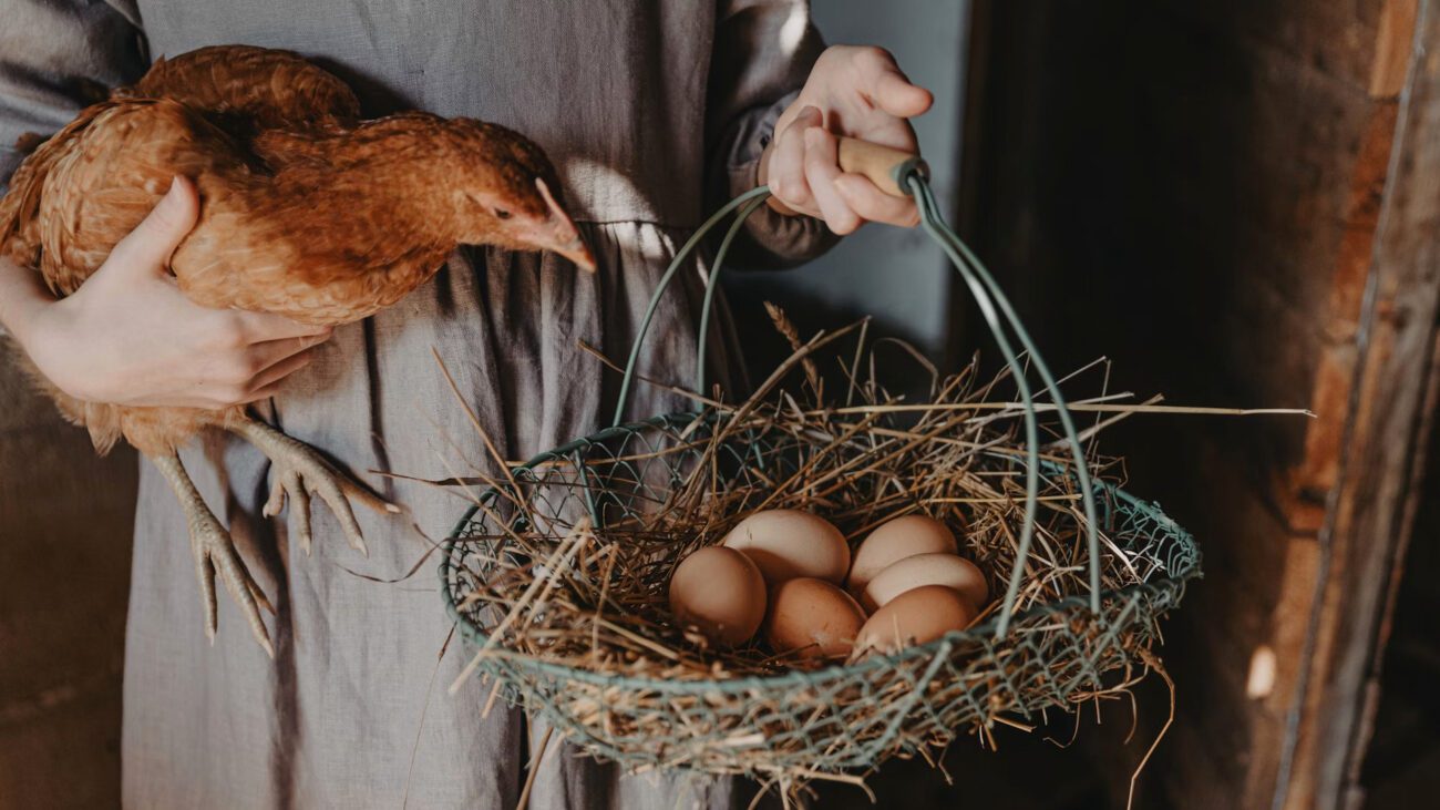 Фермери пояснили, як стимулювати несучість курей восени та взимку
