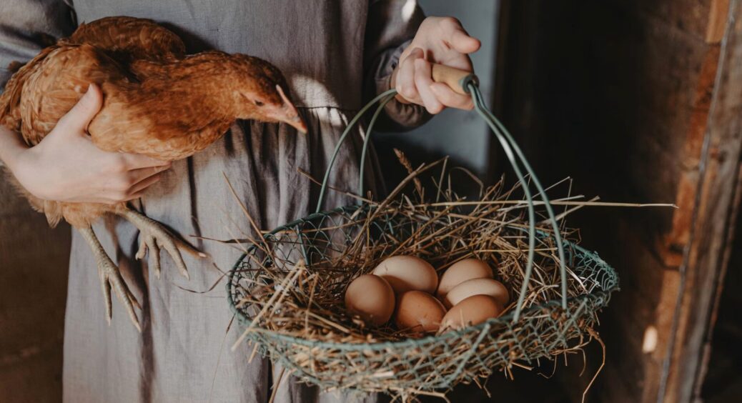 5 простих правил несучості курей: я даю їм свіжу воду, зерно та ще одну важливу річ – несуться навіть взимку 