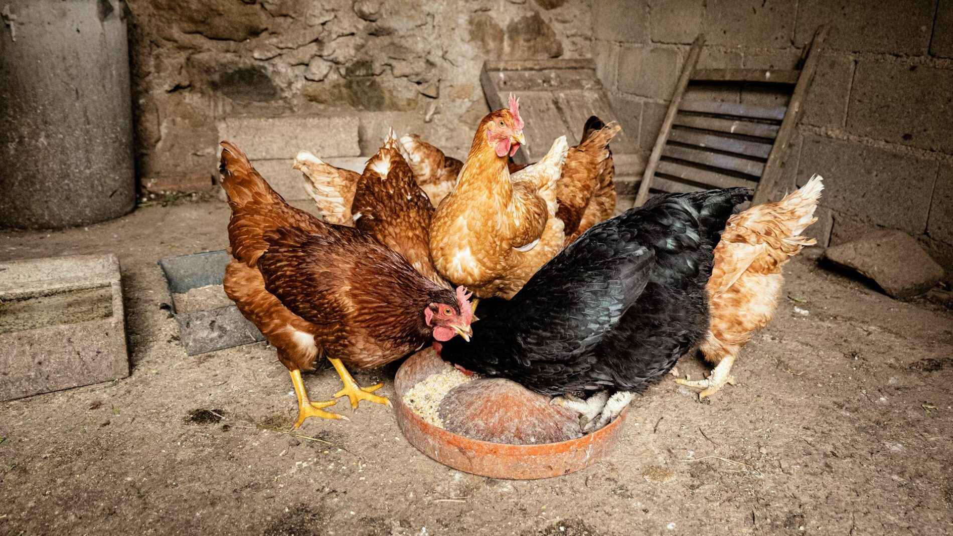 Фермери пояснили, як стимулювати несучість курей восени та взимку