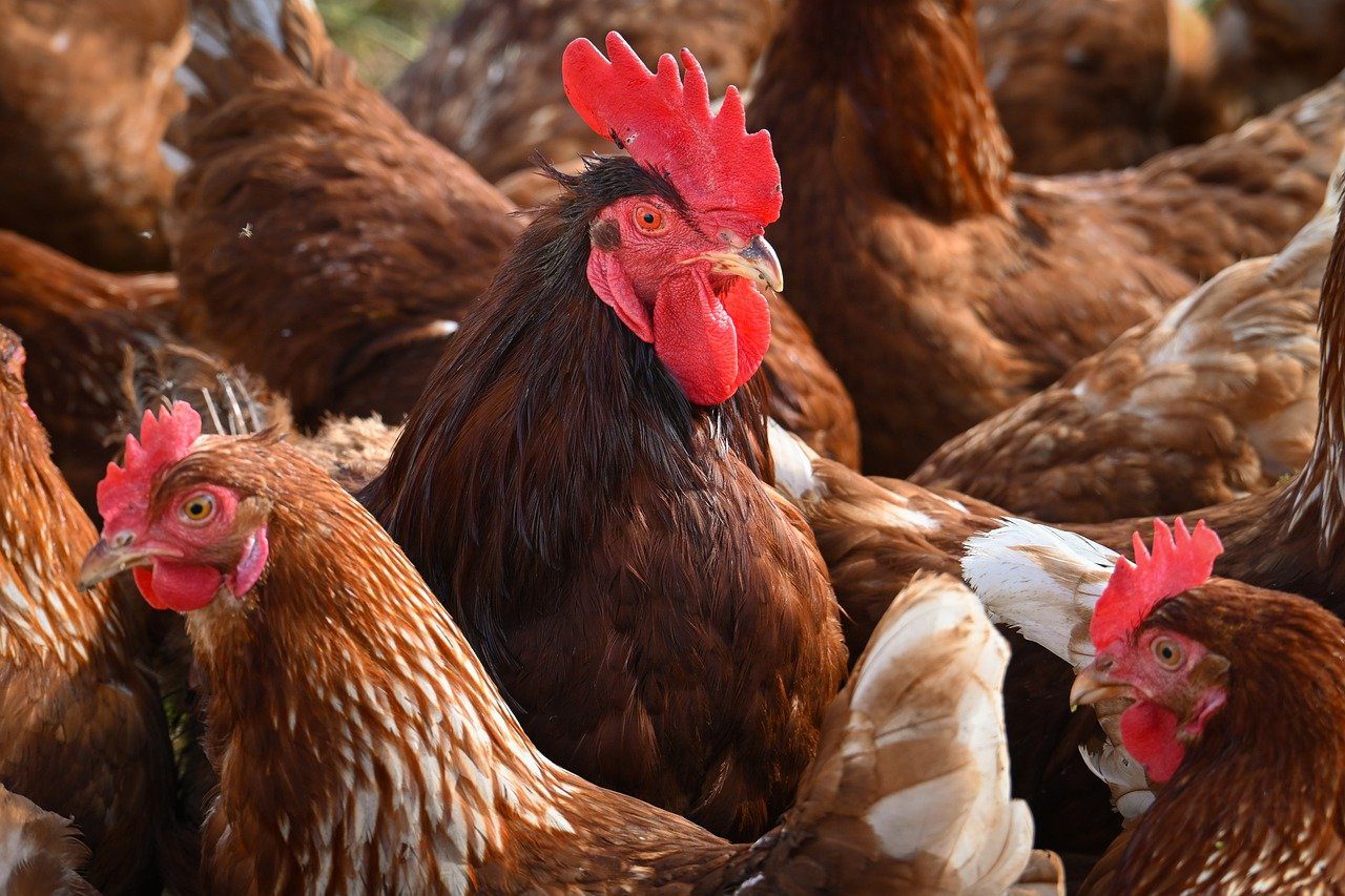 Експерти розповіли, як значно покращити кладку яєць у зимовий період – вам допоможе лайфхак