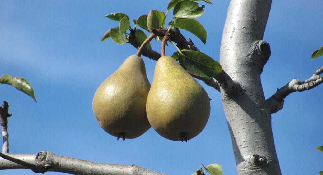 “Не купуйте саджанці цих 2 дерев до 25 жовтня”: досвідчений садівник вже пояснив – є 1 головна причина 